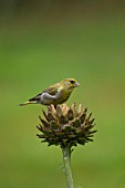 GREENFINCH PERCHED ON CYNARA CARDUNCULUS