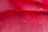 RED ROSE WITH A SINGLE WATER DROPLET