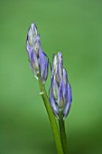 BLUEBELL HYACINTHOIDES NON-SCRIPTA