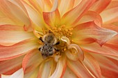 Common carder bee Bombus pascuorum feeding on a Dahlia flower, Suffolk, England, UK, June