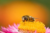 Narcissus bulb fly Merodon equestris feeding on a Strawflower Xerochrysum bracteatum, Suffolk, England, UK, September