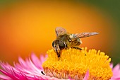 Narcissus bulb fly Merodon equestris feeding on a Strawflower Xerochrysum bracteatum, Suffolk, England, UK, September