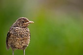 Blackbird Turdus merula juvenile bird head portrait, Suffolk, England, UK, July