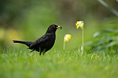 Blackbird Turdus merula adult male bird collecting bugs from a garden lawn in springtime, Suffolk, England, UK, April