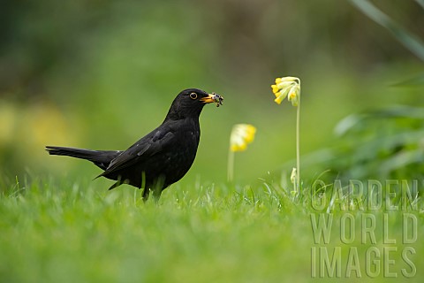Blackbird_Turdus_merula_adult_male_bird_collecting_bugs_from_a_garden_lawn_in_springtime_Suffolk_Eng