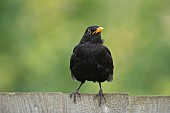 Blackbird Turdus merula adult male bird on a garden fence, Suffolk, England, UK, June