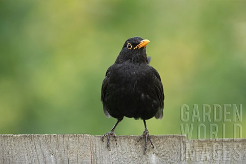 Blackbird_Turdus_merula_adult_male_bird_on_a_garden_fence_Suffolk_England_UK_June