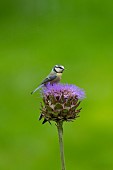Blue tit Cyanistes Caeruleus adult bird on a Artichoke thistle flower head, Norfolk, England, UK,