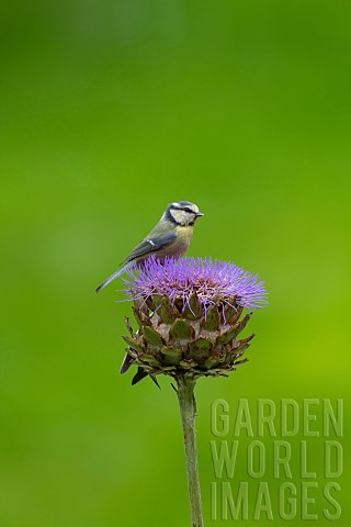 Blue_tit_Cyanistes_Caeruleus_adult_bird_on_a_Artichoke_thistle_flower_head_Norfolk_England_UK