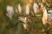 Blue tit Cyanistes Caeruleus adult bird on a Magnolia tree branch, Suffolk, England, UK,