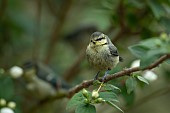 Blue tit Cyanistes Caeruleus adult bird on a tree branch with spring bloosom, Suffolk, England, United Kingdom