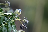 Blue tit Cyanistes Caeruleus adult bird on a snow covered ivy tree branch in winter, Suffolk, England, United Kingdom