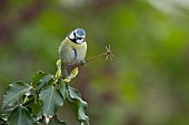 Blue tit Cyanistes Caeruleus adult bird on an ivy tree branch, Suffolk, England, United Kingdom