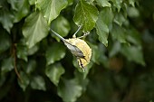 Blue tit Cyanistes Caeruleus adult bird searching for food in an Ivy tree, Suffolk, England, UK,