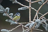 Blue tit Cyanistes Caeruleus adult bird on a frosted Christmas tree, Suffolk, England, UK,