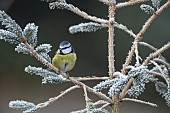 Blue tit Cyanistes Caeruleus adult bird on a frosted Christmas tree, Suffolk, England, UK,