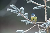 Blue tit Cyanistes Caeruleus adult bird on a frosted Christmas tree, Suffolk, England, UK,