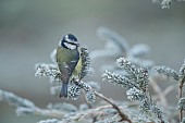 Blue tit Cyanistes Caeruleus adult bird on a frosted Christmas tree, Suffolk, England, UK,