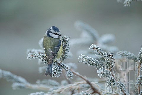 Blue_tit_Cyanistes_Caeruleus_adult_bird_on_a_frosted_Christmas_tree_Suffolk_England_UK