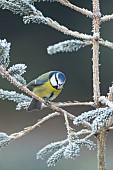 Blue tit Cyanistes Caeruleus adult bird on a frosted Christmas tree, Suffolk, England, UK,