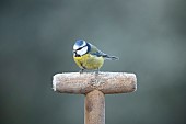Blue tit Cyanistes Caeruleus adult bird on a frosted garden fork handle, Suffolk, England, UK,