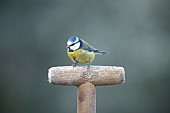 Blue tit Cyanistes Caeruleus adult bird on a frosted garden fork handle, Suffolk, England, UK,