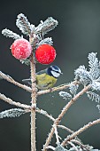 Blue tit Cyanistes Caeruleus adult bird on a frosted Christmas tree, Suffolk, England, UK,