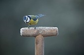 Blue tit Cyanistes Caeruleus adult bird on a frosted garden fork handle, Suffolk, England, UK,