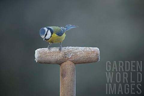 Blue_tit_Cyanistes_Caeruleus_adult_bird_on_a_frosted_garden_fork_handle_Suffolk_England_UK