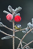 Blue tit Cyanistes Caeruleus adult bird on a frosted Christmas tree, Suffolk, England, UK,