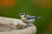 Blue tit Cyanistes Caeruleus juvenile bird on a garden bird bath, Suffolk, England, UK, August