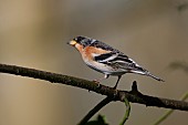 Brambling Fringilla montifringilla adult male bird on a tree branch, Norfolk, England, United KIngdom