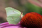 Brimstone butterfly Gonepteryx rhamni feeding on a garden Coneflower, Norfolk, UK, August