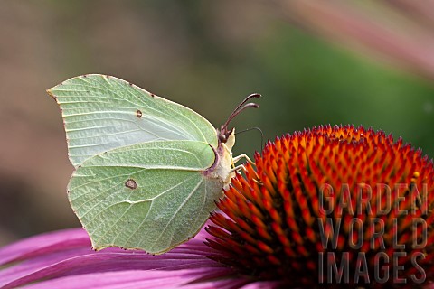 Brimstone_butterfly_Gonepteryx_rhamni_feeding_on_a_garden_Coneflower_Norfolk_UK_August