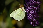 Brimstone butterfly Gonepteryx rhamni adult male feeding on a Buddleia Buddleja davidii flower, Suffolk, England, UK, August