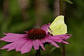 Brimstone butterfly Gonepteryx rhamni adult male feeding on a Coneflower Echinacea purpurea flower, Suffolk, England, UK, August