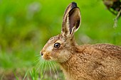 Brown hare Lepus europaeus juvenile leveret head portrait, Norfolk, England, United Kingdom
