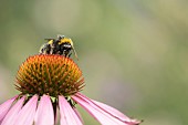 Buff-tailed bumble bee Bombus terrestris feeding on a Cone flower Echinacea spp. in a garden, Suffolk, England, United Kingdom, August