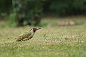 GREEN WOODPECKER