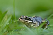 Common frog Rana temporaria adult amongst a garden lawn, Suffolk, England, UK, September