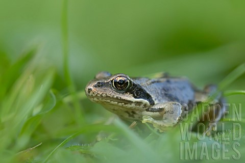 Common_frog_Rana_temporaria_adult_amongst_a_garden_lawn_Suffolk_England_UK_September