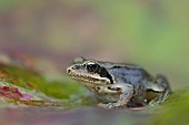 Common frog Rana temporaria adult on a fallen autumn leaf, Suffolk, England, UK, September