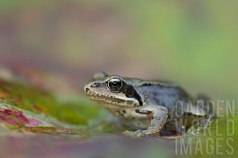 Common_frog_Rana_temporaria_adult_on_a_fallen_autumn_leaf_Suffolk_England_UK_September