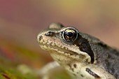 Common frog Rana temporaria adult head portrait, Suffolk, England, UK, September