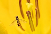 Common hoverfly Eupeodes corollae feeding on a garden lily flower, Suffolk, UK, July