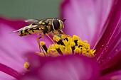 Common hoverfly Eupeodes corollae feeding on a Cosmos Cosmos bipinnatus flower, Suffolk, England, UK, July