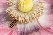 Common hoverfly Eupeodes corollae feeding on a garden poppy flower, Suffolk, UK, June