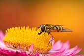 Common hoverfly Eupeodes corollae feeding on a garden Strawflower Xerochrysum bracteatum, Suffolk, UK, September