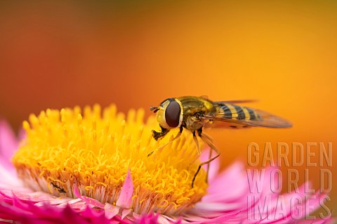 Common_hoverfly_Eupeodes_corollae_feeding_on_a_garden_Strawflower_Xerochrysum_bracteatum_Suffolk_UK_