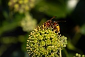 European hornet Vespa crabro feeding on a Common ivy Hedera helix flower, Suffolk, England, UK, September